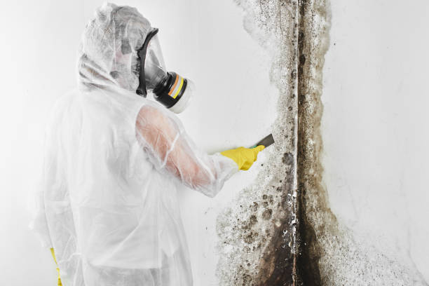  Fairmont, NC Mold Removal Pros