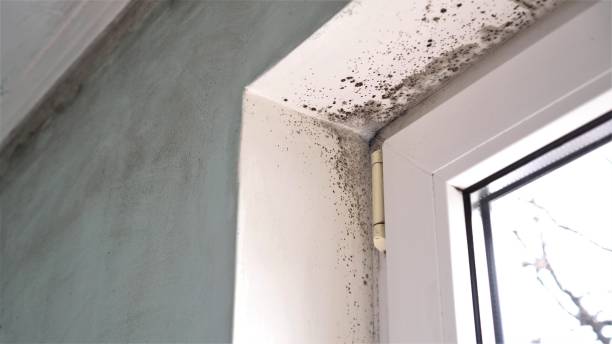 Best Mold Inspection  in Fairmont, NC