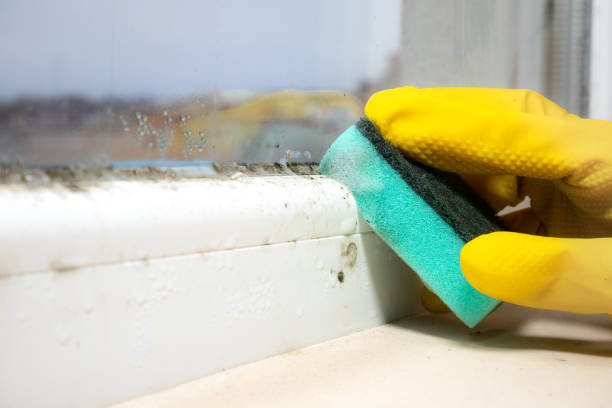  Fairmont, NC Mold Removal Pros