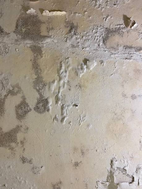 Best Commercial Mold Removal  in Fairmont, NC