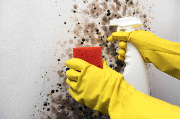 Best Fast Mold Removal  in Fairmont, NC