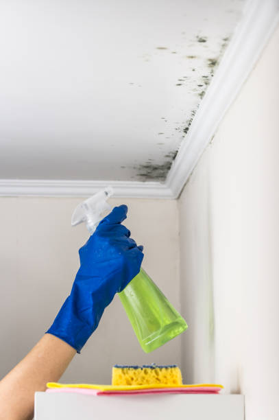 Best Mold Remediation  in Fairmont, NC